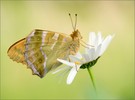 Argynnis paphia ...