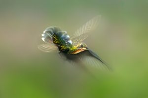 Kolibri Verhalten