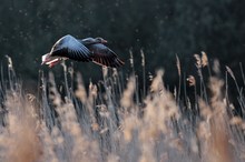 Graugans im Flug