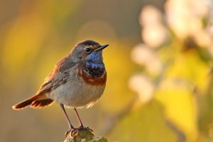 Blaukehlchen