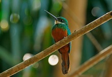 Rotschwanz-Glanzvogel (Galbula ruficauda)