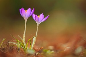 Frühblüher im Februar