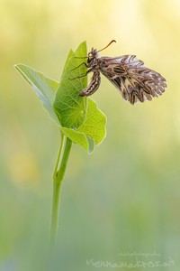 Osterluzei auf Osterluzei