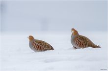 Winter bei den Feldhühnern