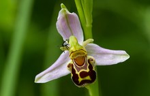 Vorfreude auf die Orchideen