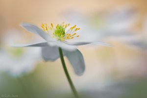 Dieses Buschwindröchen