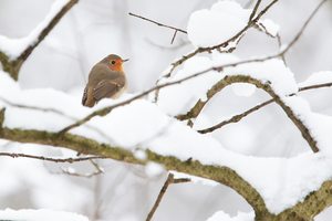 Rotkehlchen im Winterwald