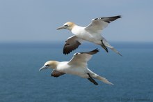 Basstölpel über der Nordsee,