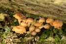 Kleine Winterpilze