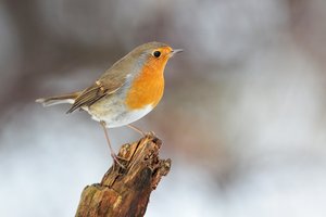 Rotkehlchen im Winterwald