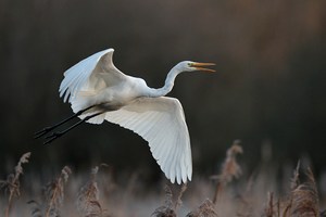 Silberreiher im Flug