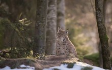 Luchs