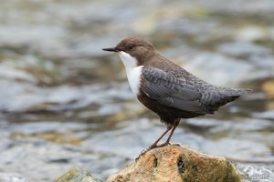 Wasseramsel