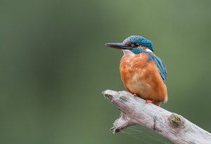 Eisvogel