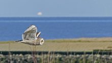 Jagdflug an der Nordseeküste.