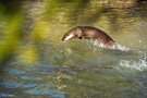 Fischotter auf der Jagd