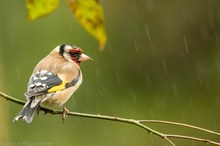 Stieglitz im Regen