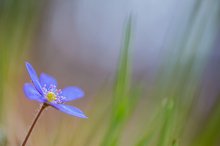 Leberblümchen