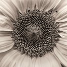 Portrait einer Sonnenblume