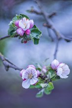 Der Frühling kommt....