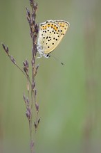 Brauner Feuerfalter