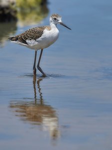 Stelzenläufer junior