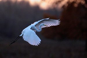 Silberreiher im Flug