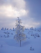 Ein Muldenbaum