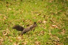 Eichhörnchen.