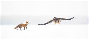 Fuchs und Adler