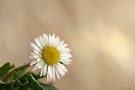 Das Gänseblümchen.