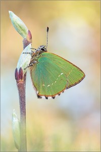 Grüner Zipfelfalter - Callophrys rubi