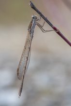 Zur Saisoneröffnung eine Winterlibelle