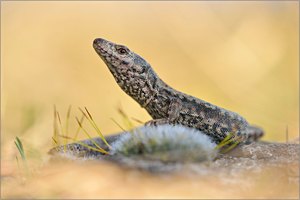 Podarcis muralis