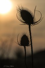 Wilde Karde im Sonnenaufgang