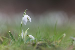 Erste Blumenversuche