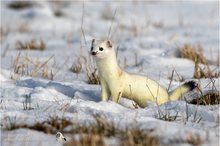 Hermelin (Mustela erminea)