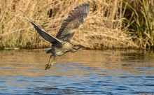 Flugdommel