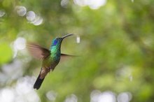 Kolibri im Flug