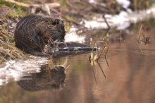 Nutria