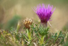 KLeine Distel an der Teufelsmauer...