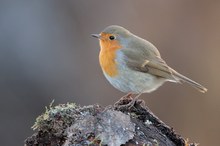 Rotkehlchen im Winterwald