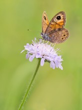 Das seltene Braunauge