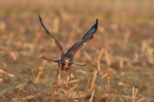 Mäusebussard im Anflug 1/3