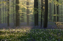 Hallerbos