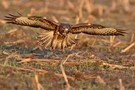 Mäusebussard im Anflug 2/3