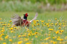 Im 'Blumenmeer'