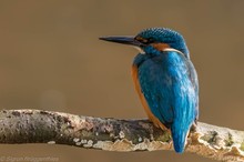 Eisvogel