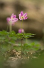 Buschwindröschen?