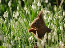 Ein bißchen Frühling